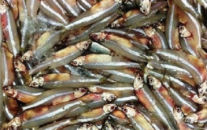 البساريا المملحة او الفسيخ الاقتصادى الشهير فى مصر بالفيديو