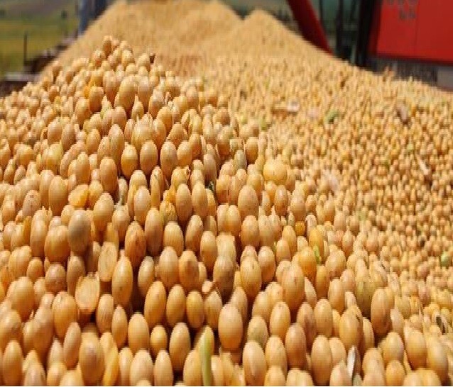 فول صويا غيرصالح للاستهلاك الادمى.