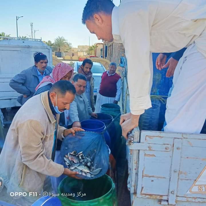 الثروة السمكية تدعم سيوة بمليون ذريعة سمكية من العائلة البورية 