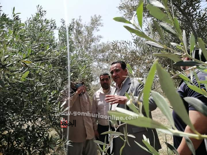 نجاح زراعات الزيتون بالري بالتنقيط بمحافظة دمياط 