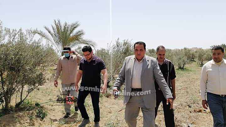 نجاح زراعات الزيتون بالري بالتنقيط بمحافظة دمياط 