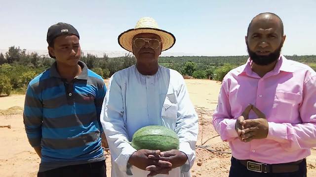 اجود انواع الفاكهة المحلية بالمزرعة النموذجية فى الوادى الجديد.. بالفيديو 