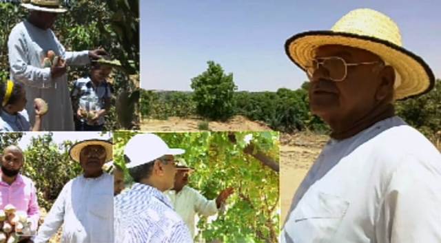 اجود انواع الفاكهة المحلية بالمزرعة النموذجية فى الوادى الجديد.. بالفيديو 