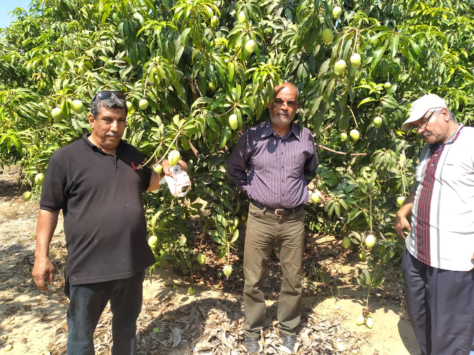 الرزاعة تتفقد حقول المانجو شرق الإسماعيلية وتنصح بالمصايد الجنسية..صور