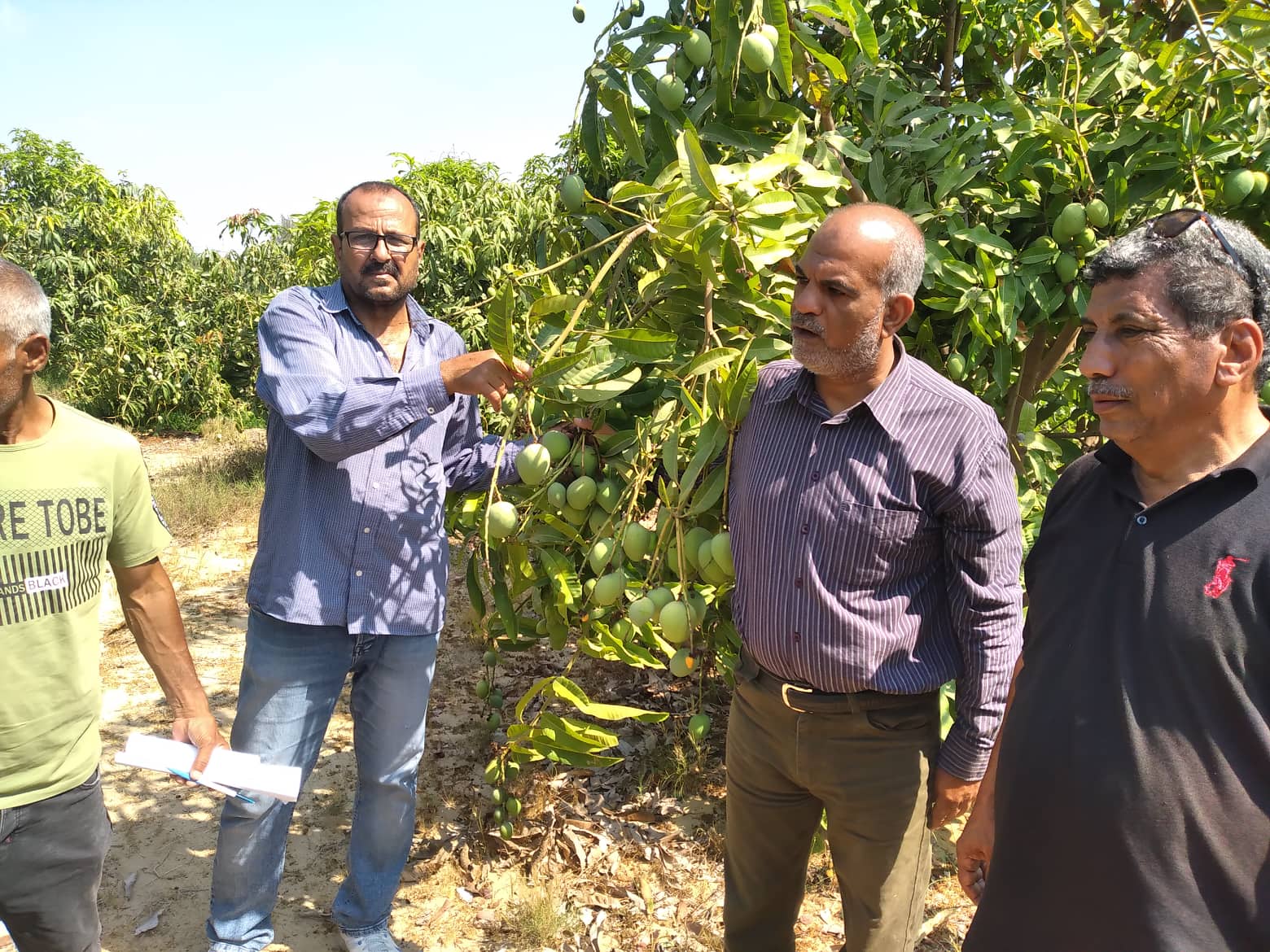 الرزاعة تتفقد حقول المانجو شرق الإسماعيلية وتنصح بالمصايد الجنسية..صور