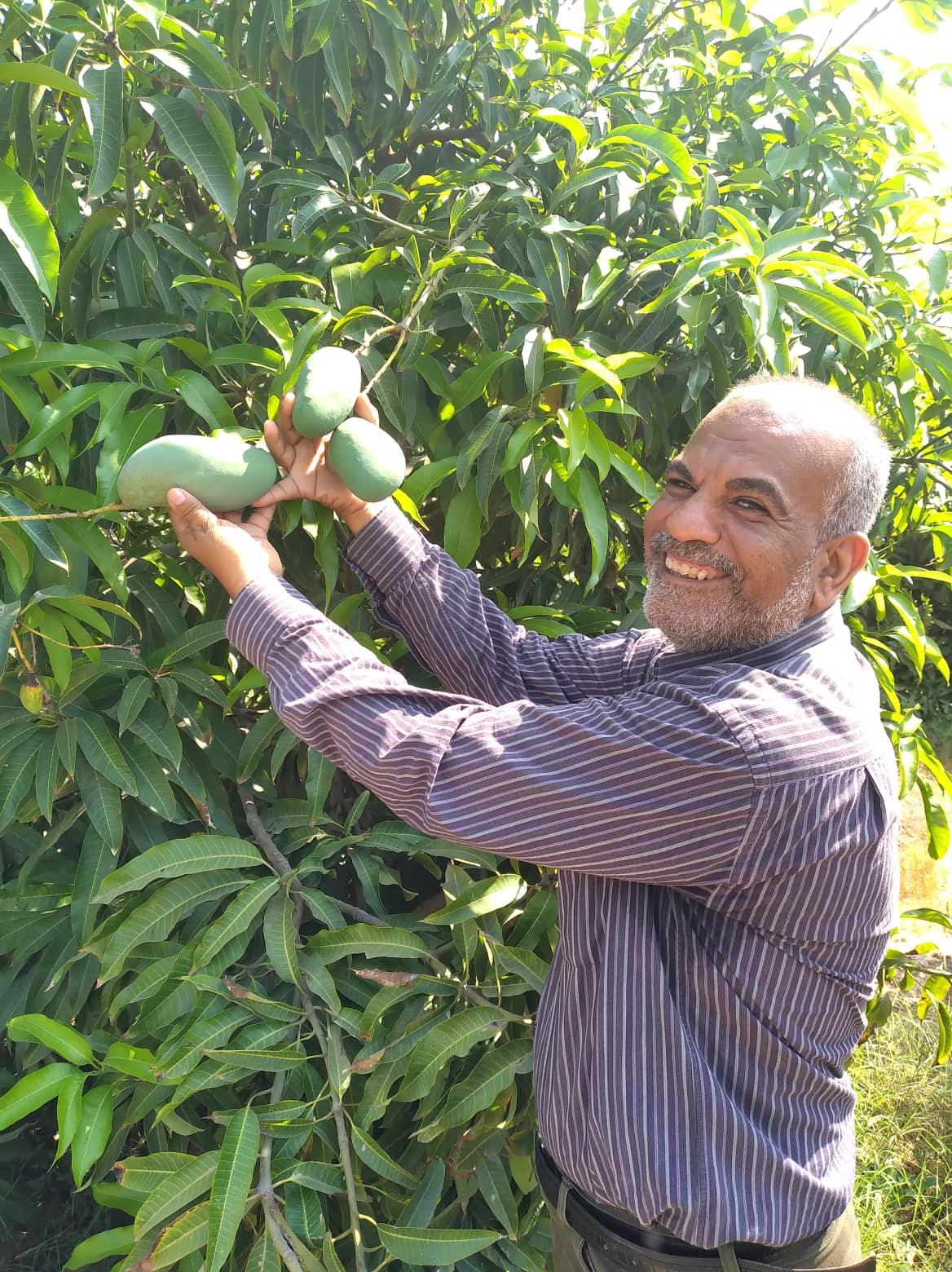 الرزاعة تتفقد حقول المانجو شرق الإسماعيلية وتنصح بالمصايد الجنسية..صور
