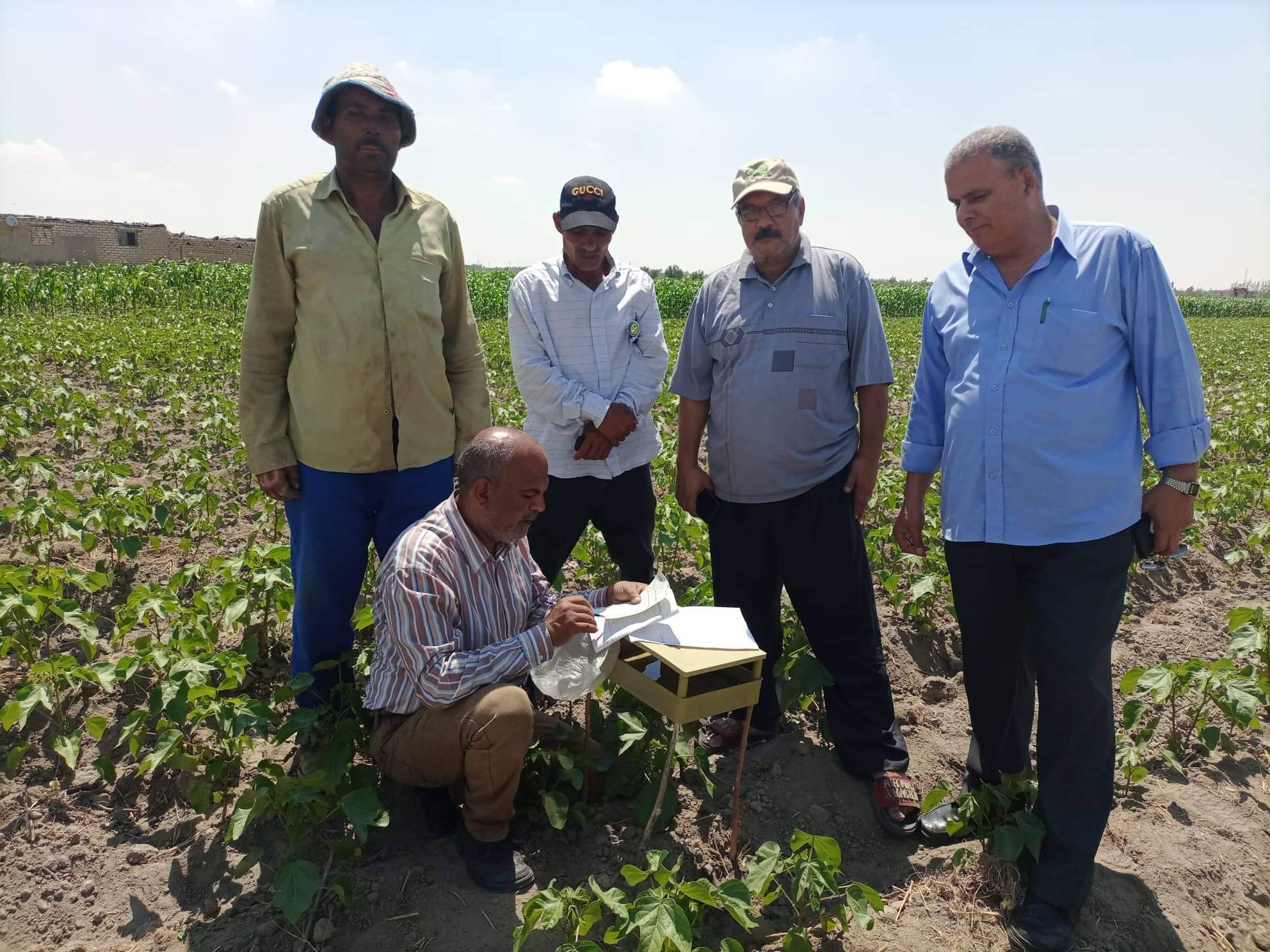 الرزاعة تتفقد حقول المانجو شرق الإسماعيلية وتنصح بالمصايد الجنسية..صور