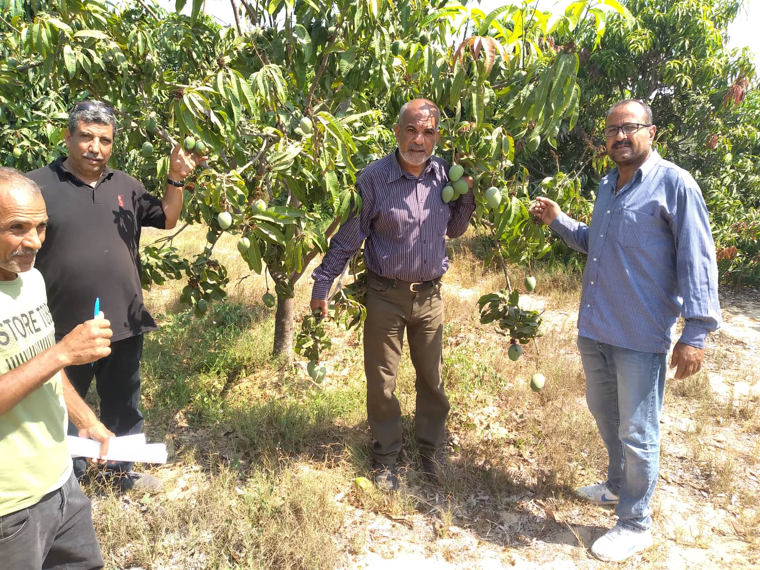 الرزاعة تتفقد حقول المانجو شرق الإسماعيلية وتنصح بالمصايد الجنسية..صور
