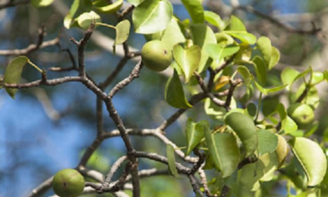 تفاحة سنووايت حقيقة مسمومة ذاتياً يخدعك جمالها 