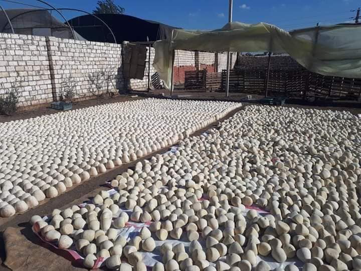مصنع الجبنة