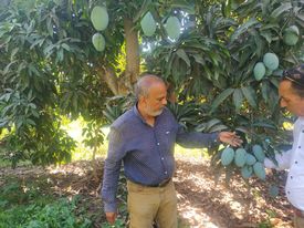 تكثيف المرور على مصايد ذبابة الفاكهة والخوخ الفرمونية بالإسماعيلية..صور