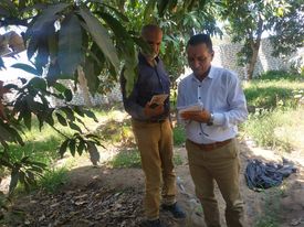 تكثيف المرور على مصايد ذبابة الفاكهة والخوخ الفرمونية بالإسماعيلية..صور