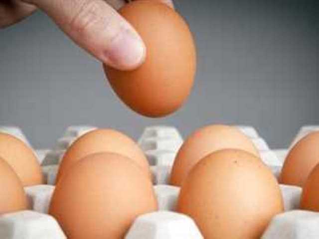 أسعار البيض