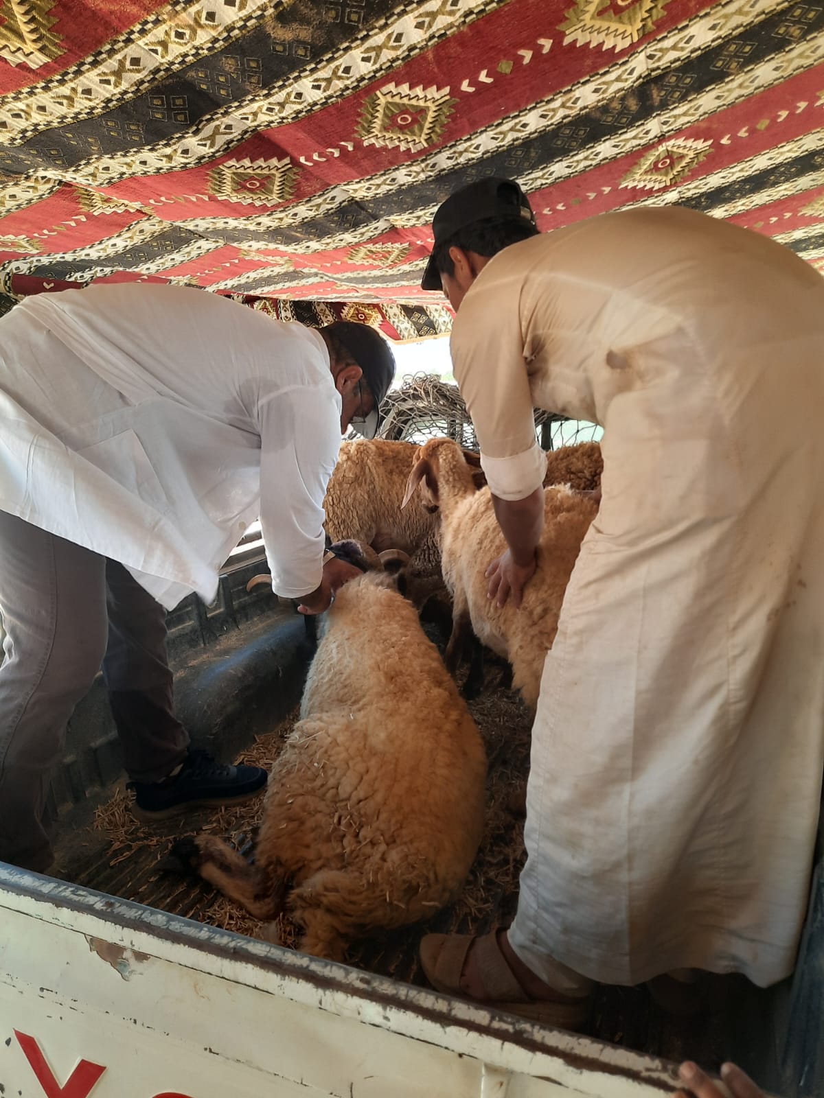 توقيع الكشف على 4 الاف رأس غنم وماعز بقافلة بيطرية بالضبعة
