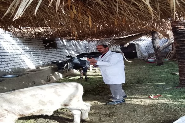 لمواجهة الأمراض الوبائية تحصين 63 ألفا و977 رأس ماشية 