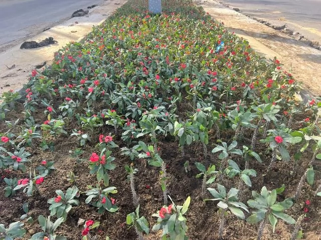 رئيس جهاز الشروق يكشف عن أحدث أعمال الزراعة فى المدينة.. بالصور