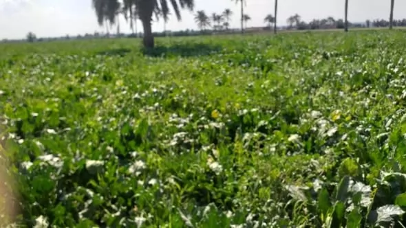 محصول بنجر السكر زراعة حيوية في الإسماعيلية..صور