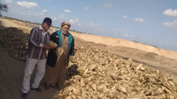 محصول بنجر السكر زراعة حيوية في الإسماعيلية..صور