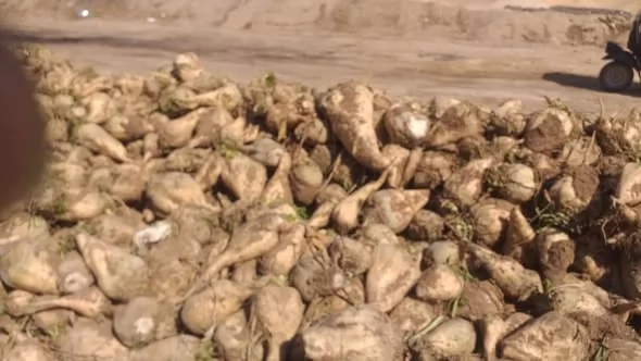 محصول بنجر السكر زراعة حيوية في الإسماعيلية..صور