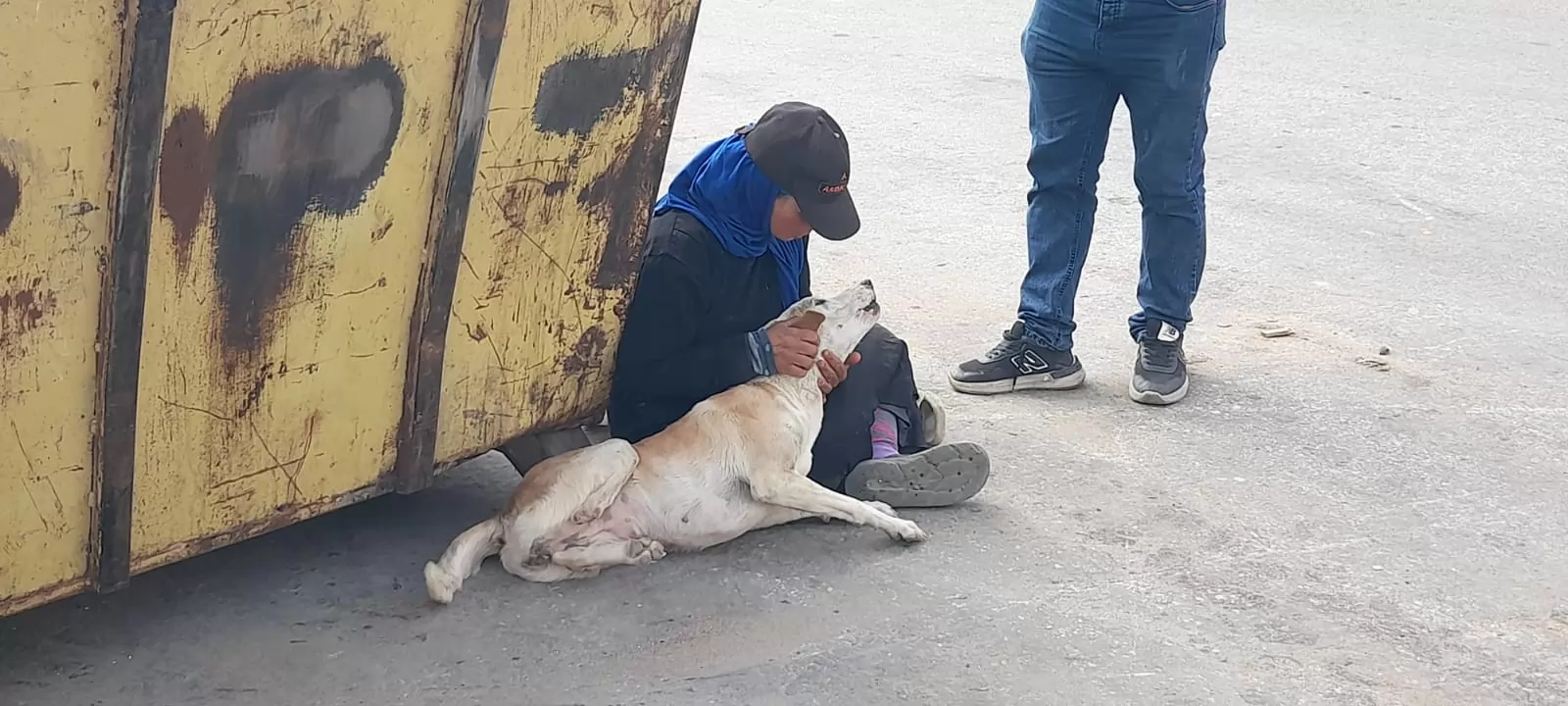 حملة مكثفة لتحصين الكلاب من السعار بأكتوبر .. صور