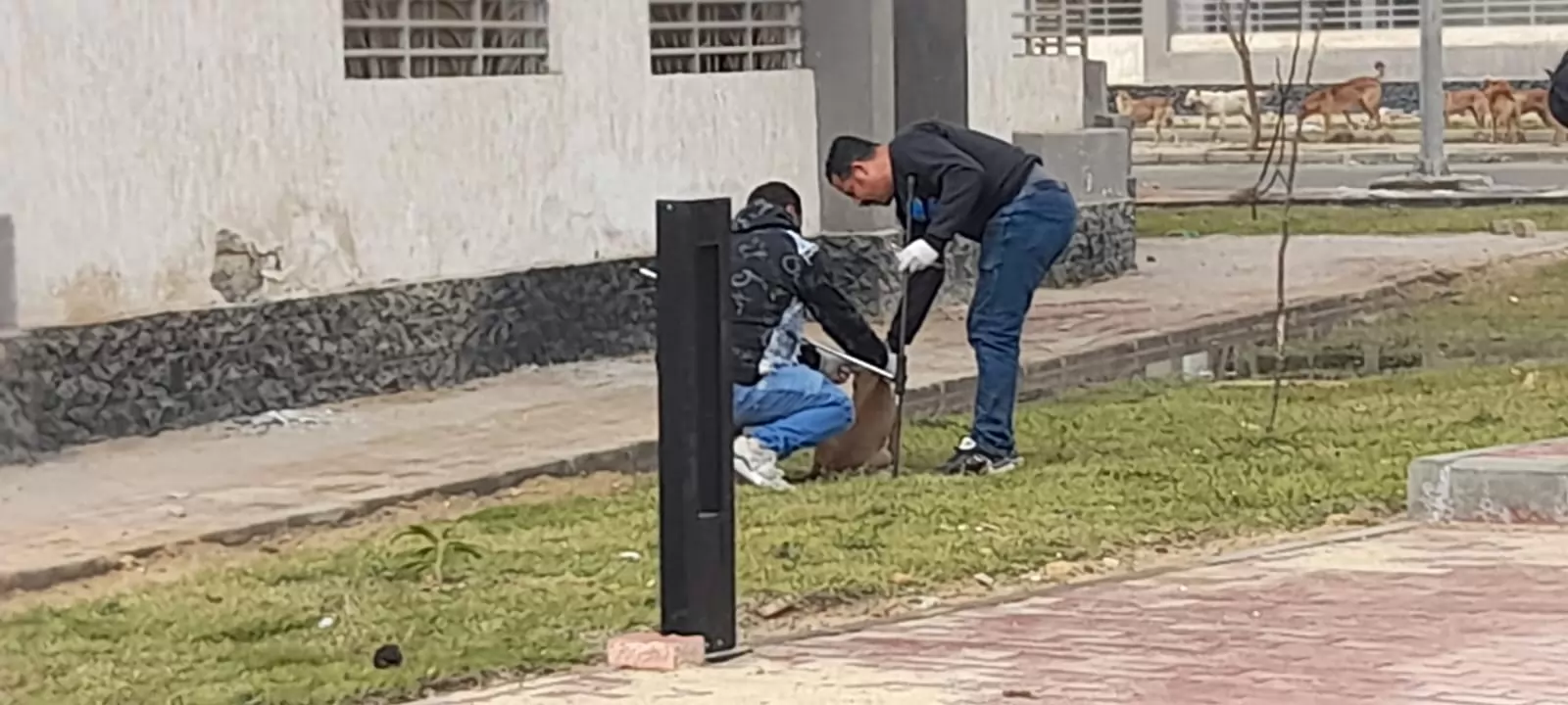 حملة مكثفة لتحصين الكلاب من السعار بأكتوبر .. صور