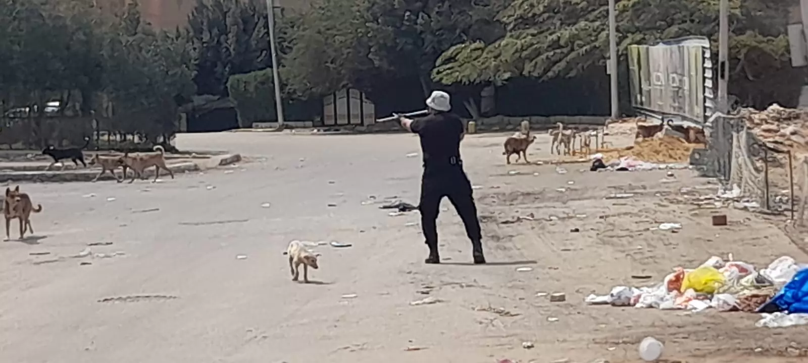 حملة مكثفة لتحصين الكلاب من السعار بأكتوبر .. صور