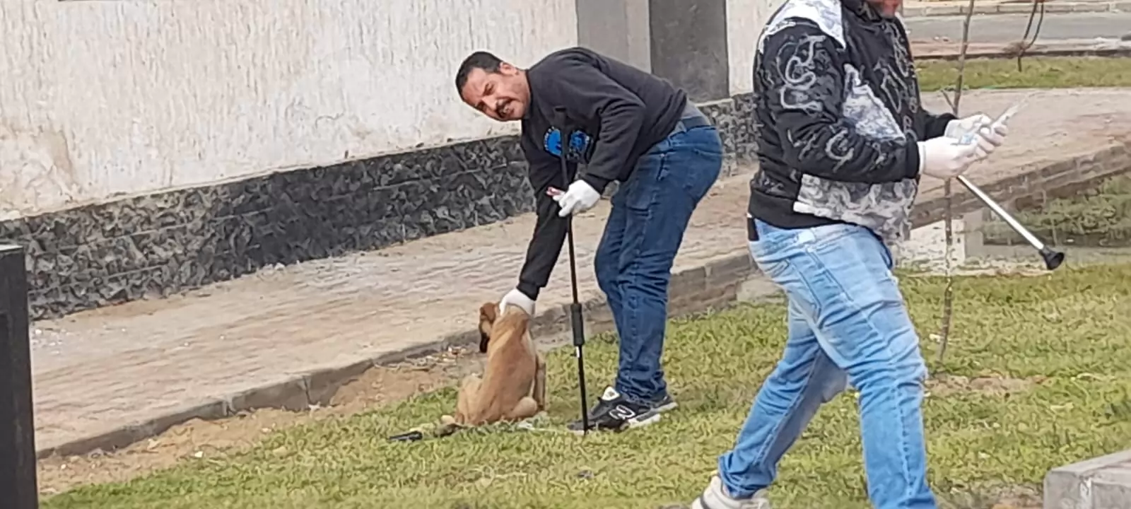 حملة مكثفة لتحصين الكلاب من السعار بأكتوبر .. صور