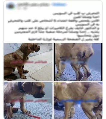 الداخلية تكشف ملابسات ادعاءات