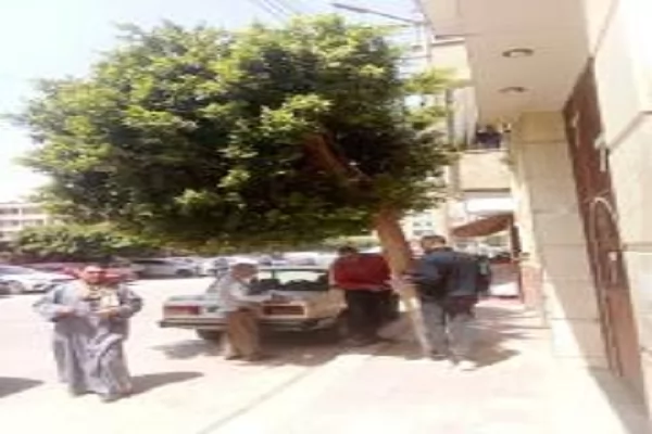 ضمن مبادرة 100 مليون شجرة.. إطلاق مشروع 