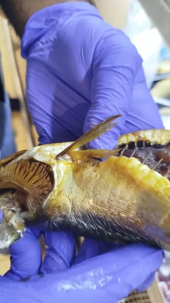 إعدام ٣٦٥ كجم أسماك مملحة فاسدة بالإسماعيلية..صور