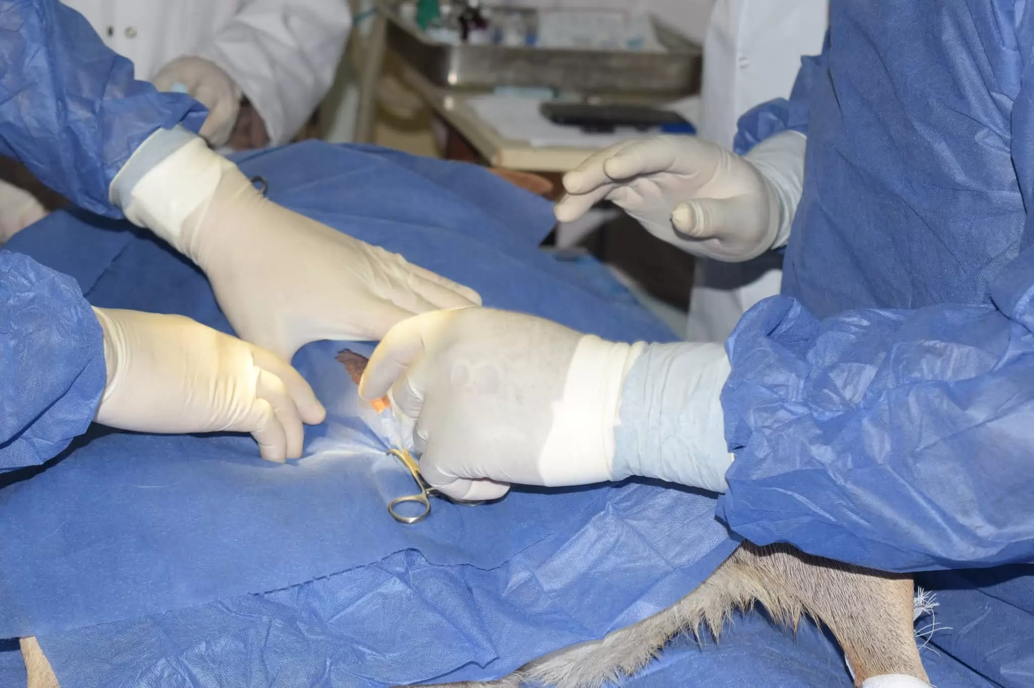  إنجاز جديد في التعقيم الجراحي ببيطرى السادات لتعزيز الصحة العامة