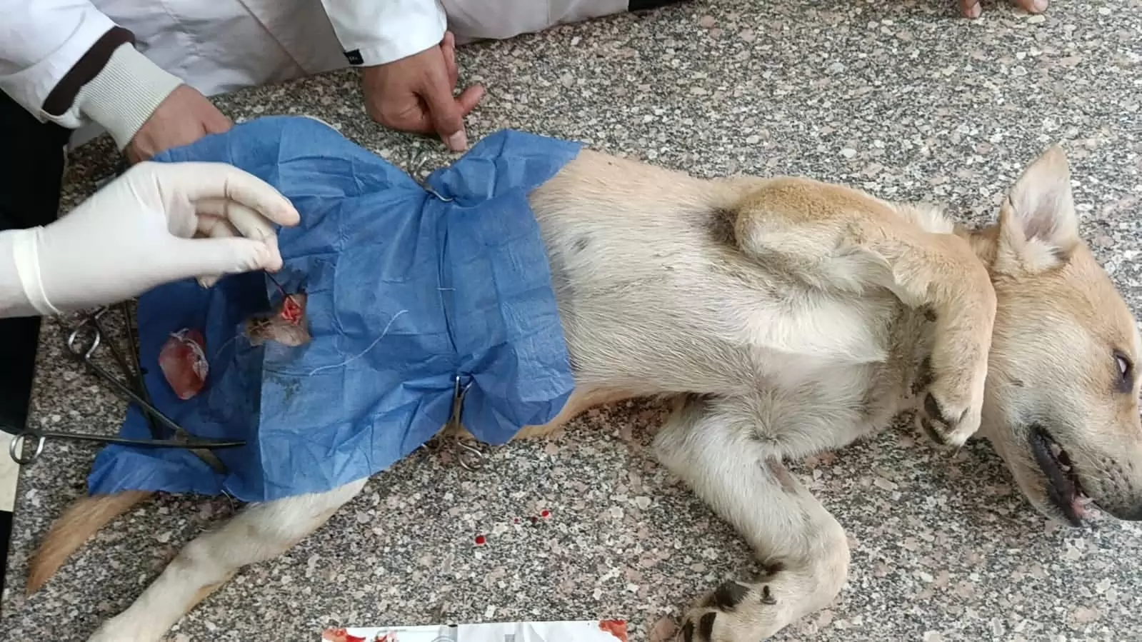  إنجاز جديد في التعقيم الجراحي ببيطرى السادات لتعزيز الصحة العامة