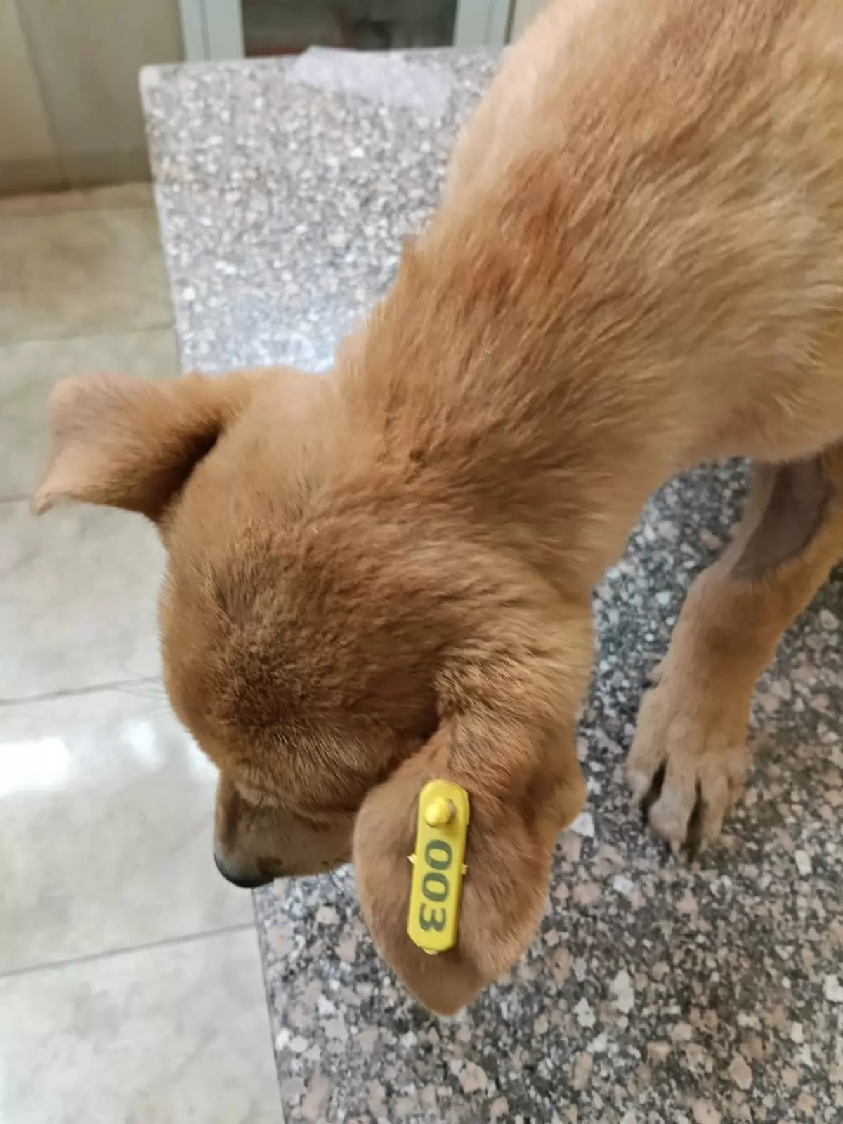  إنجاز جديد في التعقيم الجراحي ببيطرى السادات لتعزيز الصحة العامة