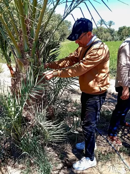  يومًا حقليًّا لمكافحة سوسة النخيل بالإسماعيلية..صور