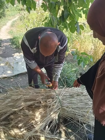  يومًا حقليًّا لمكافحة سوسة النخيل بالإسماعيلية..صور