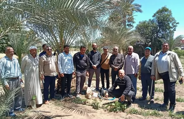  يومًا حقليًّا لمكافحة سوسة النخيل بالإسماعيلية..صور