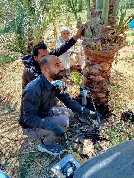  يومًا حقليًّا لمكافحة سوسة النخيل بالإسماعيلية..صور