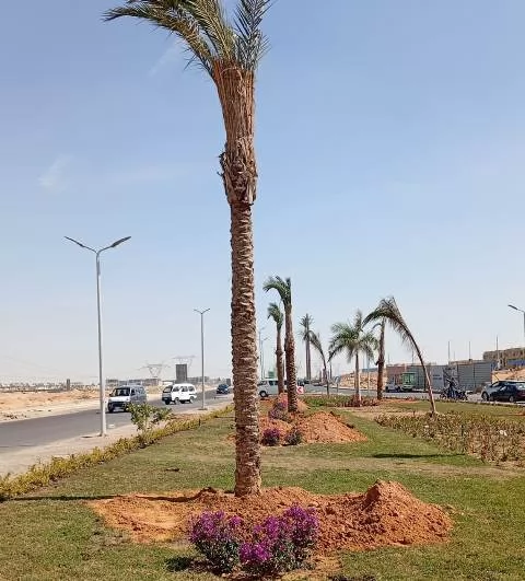رئيس جهاز الشروق يكشف عن زراعة أغلى أنواع النخيل و20 ألف زهرة.. ف
