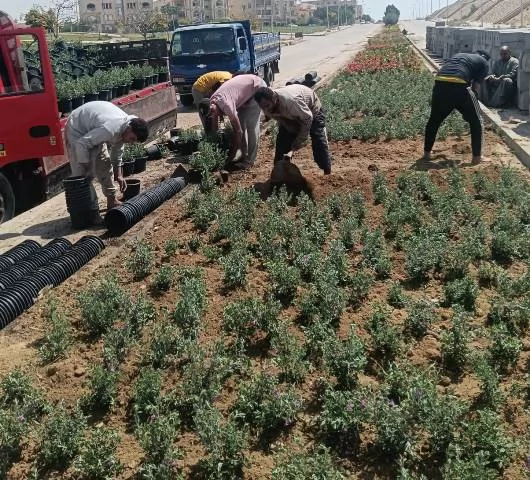 رئيس جهاز الشروق يكشف عن زراعة أغلى أنواع النخيل و20 ألف زهرة.. ف