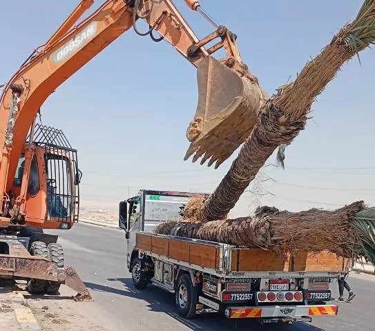 رئيس جهاز الشروق يكشف عن زراعة أغلى أنواع النخيل و20 ألف زهرة.. ف