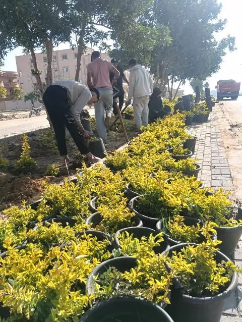 رئيس جهاز الشروق يكشف عن زراعة أغلى أنواع النخيل و20 ألف زهرة.. ف