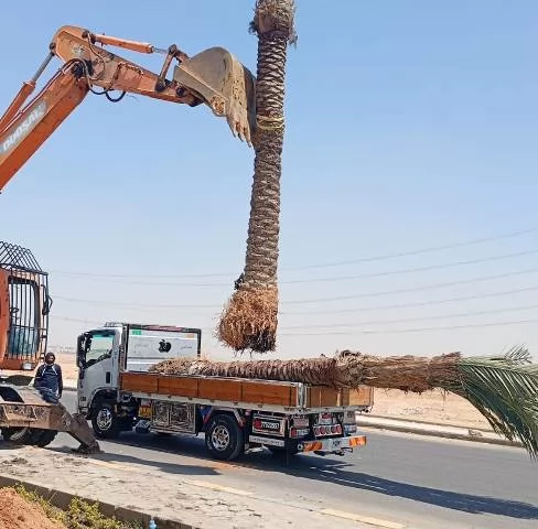 رئيس جهاز الشروق يكشف عن زراعة أغلى أنواع النخيل و20 ألف زهرة.. ف