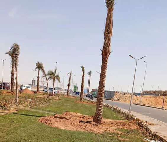 رئيس جهاز الشروق يكشف عن زراعة أغلى أنواع النخيل و20 ألف زهرة.. ف