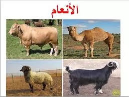 يجمع بين الغذاء والشفاء..اللبن في الهدي القرآني والسنة 
