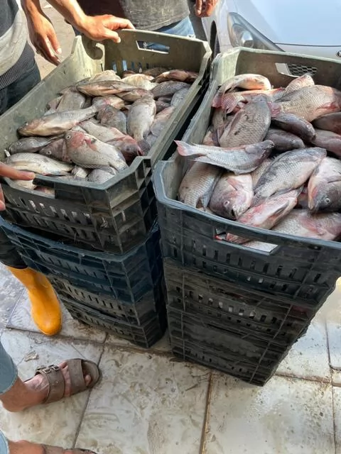  ضبط 1.5طن أسماك غير صالحة للاستهلاك الآدمي بمركزالرياض كفر الشيخ