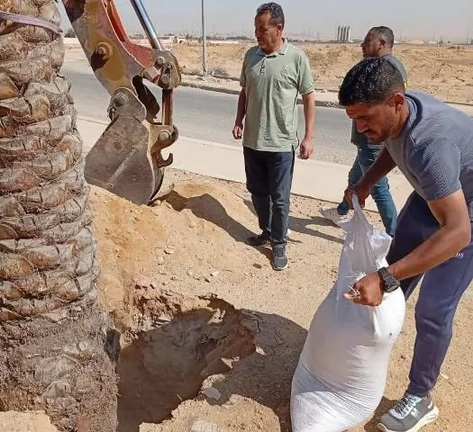 زكريا: جهاز الشروق يزرع 6000 شجرة ونخلة وزهور متنوعة بالمدينة.. ف