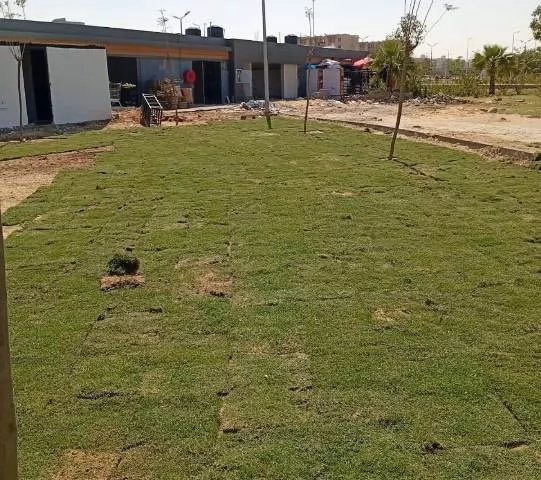 زكريا: جهاز الشروق يزرع 6000 شجرة ونخلة وزهور متنوعة بالمدينة.. ف
