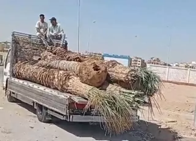 زكريا: جهاز الشروق يزرع 6000 شجرة ونخلة وزهور متنوعة بالمدينة.. ف