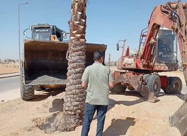 زكريا: جهاز الشروق يزرع 6000 شجرة ونخلة وزهور متنوعة بالمدينة.. ف
