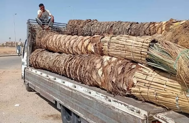 زكريا: جهاز الشروق يزرع 6000 شجرة ونخلة وزهور متنوعة بالمدينة.. ف